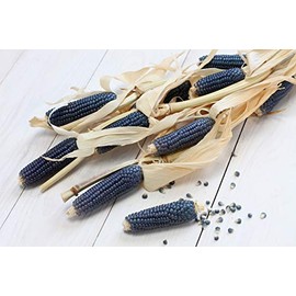 Blue Hopi Corn Seeds - Non-GMO