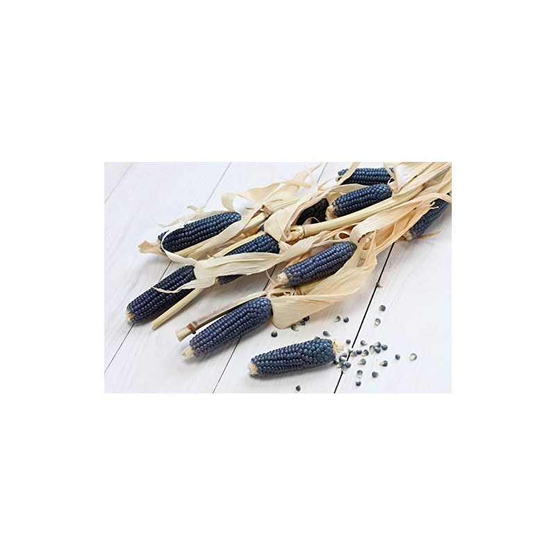 Blue Hopi Corn Seeds - Non-GMO