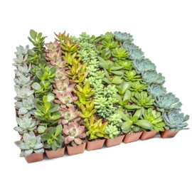 Altman Plants - Live Succulent Plants (64 Pack) Assorted Potted Succulents Plants Live House Plants in Cacti and Succulent Soil Mix - Cactus Plants Live Indoor Plants Live Houseplants in Planter Pots