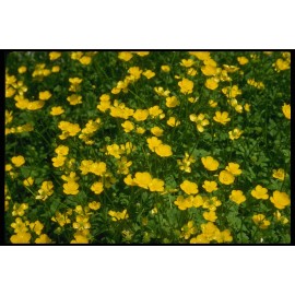 Unbranded NORTH AMERICAN WILD FLOWERS IN FIELD WALL ART DECOR PHOTO 8.5X11 FARMHOUSE