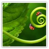 Square Stickers (Set of 2) 10cm - Ladybird Ladybug Nature