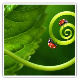 Square Stickers (Set of 2) 10cm - Ladybird Ladybug Nature Macro Laptop Tablet Luggage Scrapbook #14881