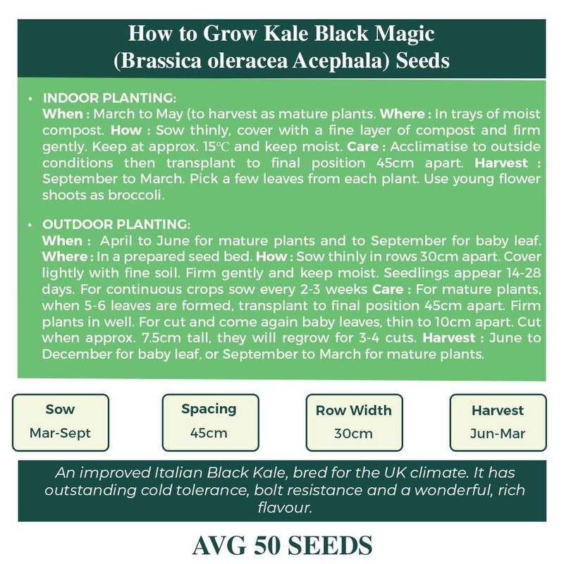 Kale Black Magic Seeds – Improved Variety, Specially Bred for