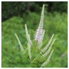 Everwilde Farms - 2000 Culver's Root Native Wildflower Seeds -