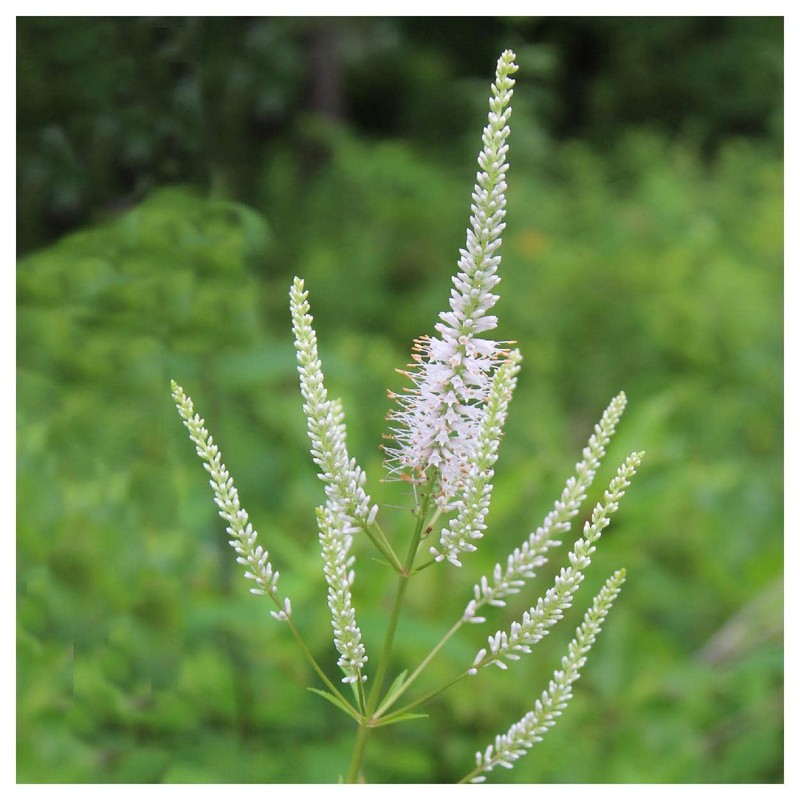 Everwilde Farms - 2000 Culver's Root Native Wildflower Seeds -