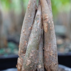 Brussel's Bonsai Live Money Indoor Bonsai Tree PIY Bundle - 4 Years Old 10" to 14" Tall with Soil & Decorative Container Small,