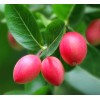Home-Growth Natal Plum, Carissa Macrocarpa - 20 Seeds 2025 -