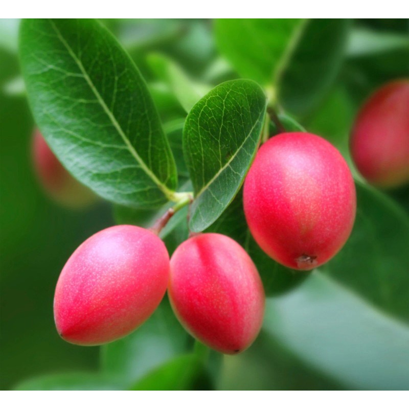 Home-Growth Natal Plum, Carissa Macrocarpa - 20 Seeds 2025 -
