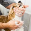 Hundeshampoo VEGAN 200 ml - mildes & beruhigendes Shampoo für