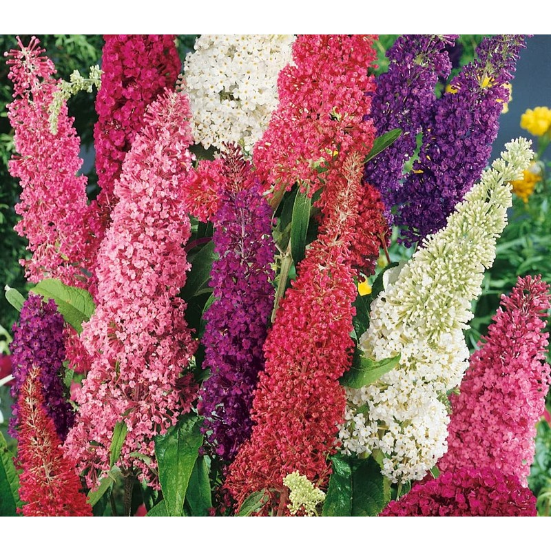 SeedsUP - 1000+ Seeds Butterfly Bush Giant (Buddleja davidii) -