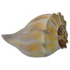 Atlantic Whelk Sea Shell | Florida Left Whelk | Large