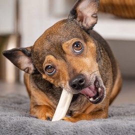 Pet Factory American Beefhide 3-3.5" Mini Rolls Dog Chew Treats - Natural Flavor, 14 Count/1 Pack