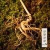 (Hyundai Hmall) Myunggailpum Gangwon-do Native Mountain Ginseng Gift Set 5-6