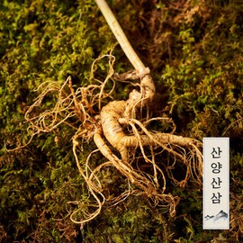 (Hyundai Hmall) Myunggailpum Gangwon-do Native Mountain Ginseng Gift Set 5-6 Years Old (8 Roots)