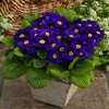 Outsidepride Common Primrose Blue - 100 Seeds