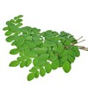 모링가 말린 건조 건모링가 잎 차 인도네시아산, 2개 Dried Moringa