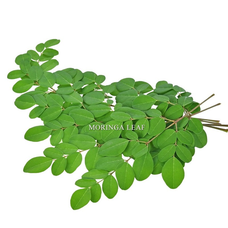 모링가 말린 건조 건모링가 잎 차 인도네시아산, 2개 Dried Moringa