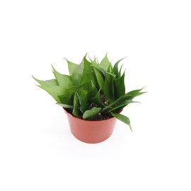 Alocasia Ivory Coast - 4" from California Tropicals