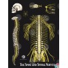 Nervous System Spine Spinal Nerves Poster 18 X 24 Chiropractic