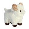 Aurora - Eco Nation - Ram - 20.32cm.