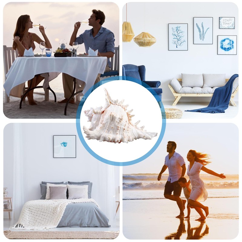 Natural Shells, 18-20 cm Large Natural Shell Shells, Large Shells