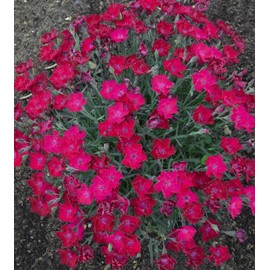 Live Plant from Green Promise Farms - Proven Winners, Dianthus Paint The Town Magenta Pinks, Bright Magenta Flowers - #1 Gallon Size Container