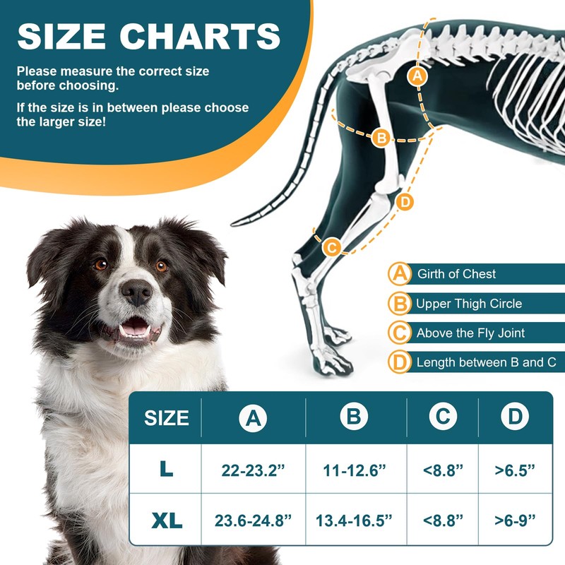Dollephi Dog Knee Brace for Torn ACL Hind Leg, Hot/Cold