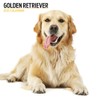 Golden Retriever 2025 Modern Calendar