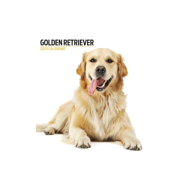 Golden Retriever 2025 Modern Calendar