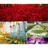 CiCy 2000 Pcs Silk Artificial Rose Petals Flowers Home Party
