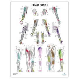 2 PACK Trigger Points I & II Poster Set, LAMINATED, Anatomy and Physiology Poster, 17.3 x 22.5 Inches, Trigger Points Diagram, Human Anatomical Chart, Extremity Trigger Points