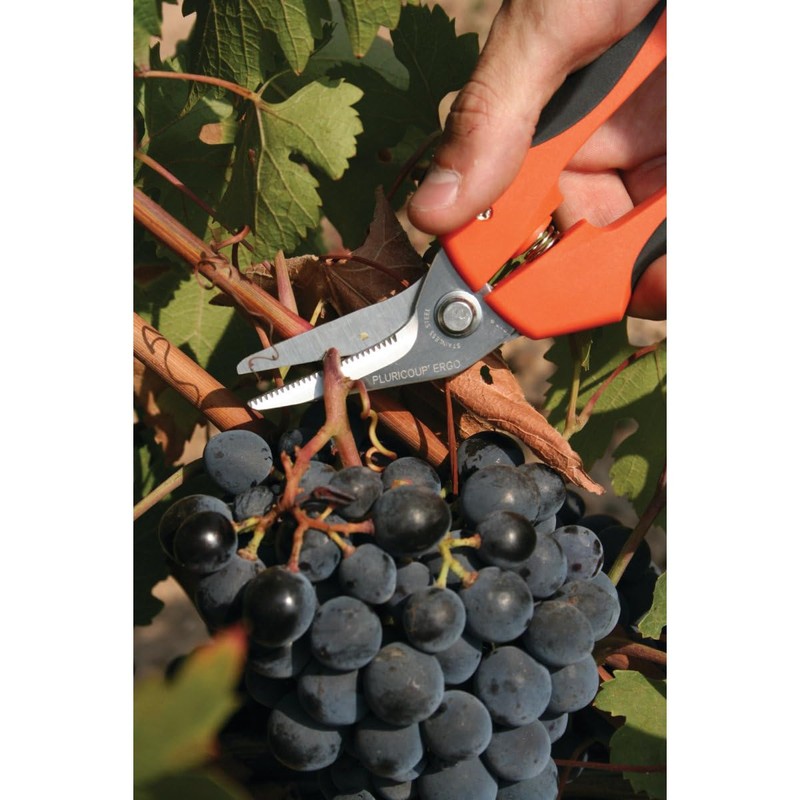Esco EA540E-3 7.5 inches (190 mm) Scissors, Versatile (Giza Blade,