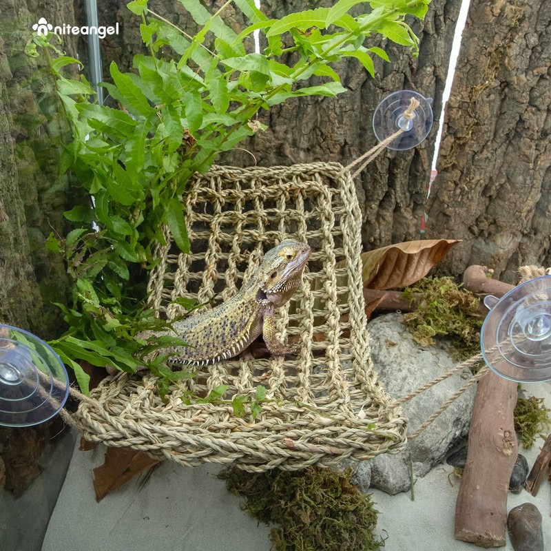 Bearded Dragon Hammock Reptile (Triangle)