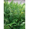 Perennial Farm Marketplace Dryopteris x Australis (Dixie Wood) Hardy Fern,