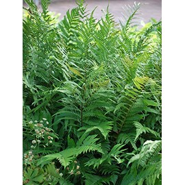 Perennial Farm Marketplace Dryopteris x Australis (Dixie Wood) Hardy Fern, Size-#1 Container, Rich Semi-Evergreen Fronds