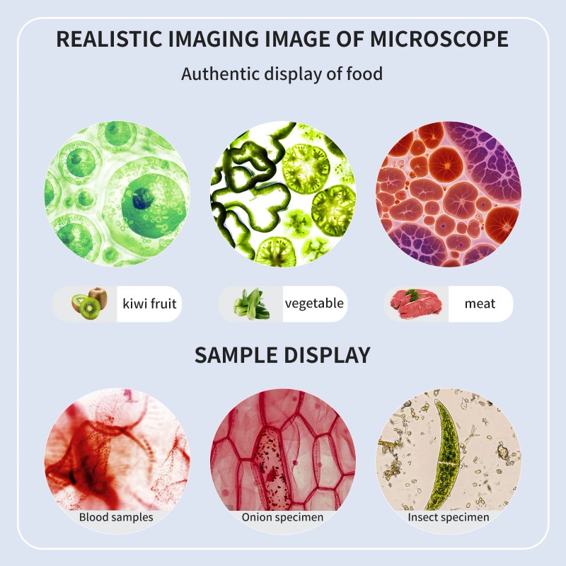 High Quality 40X-2000X LED-illuminated Binocular Microscopes Educate Biology Students and