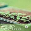 Fresh Packet Geranium Seeds - Fragrant - Fresh Harvest -