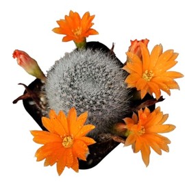 USKC Live Cactus Plants (2"Pot Rebutia Muscula)