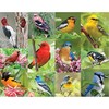 Springbok Birds of a Feather 500 piece Jigsaw Puzzle for