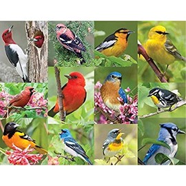 Springbok Birds of a Feather 500 piece Jigsaw Puzzle for Adults features a photo collage of colorful American birds