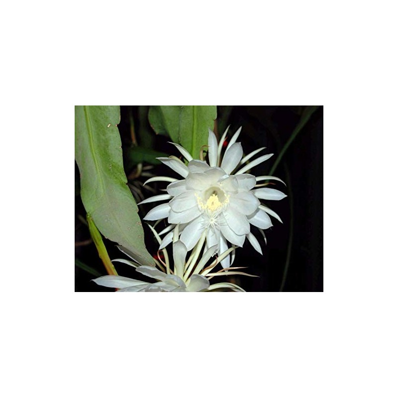 3 Cuttings×9” Epiphyllum Oxypetalum Queen of The Night Orchid (CHK)