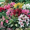 800 Pcs Hosta Jardin Seeds - Colorful Mixed Perennials for