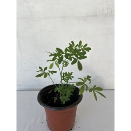 Rue Plant 1 Rue Ruda Plant With Pot 6” Herb of Grace Common Rue Ruta Graveolens
