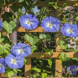Outsidepride Heavenly Blue Morning Glory Seeds - 1 lb. Annual, Climbing & Vining Flower Seeds for Planting Blue Blooms, Ideal for Gardens, Trellises & Vertical Landscapes
