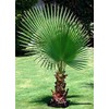 KIRA SEEDS - Seeds Washingtonia Nicanora Palm California Fan Palm
