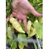 Sugar Rush Peach Pepper 15 seeds Spicy 🍑🌶Hot Rare -Non