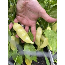 Sugar Rush Peach Pepper 15 seeds Spicy 🍑🌶Hot Rare -Non GMO- Organic-US Grown