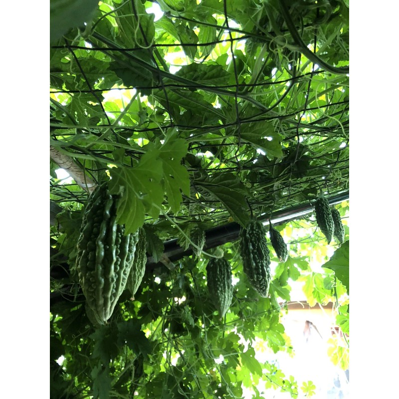 Fresh Bitter Melon 10 Seeds Package Fresh Harvested U.S. Seller