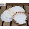 10 X Large 10-13cm Scallop Bowls Flat