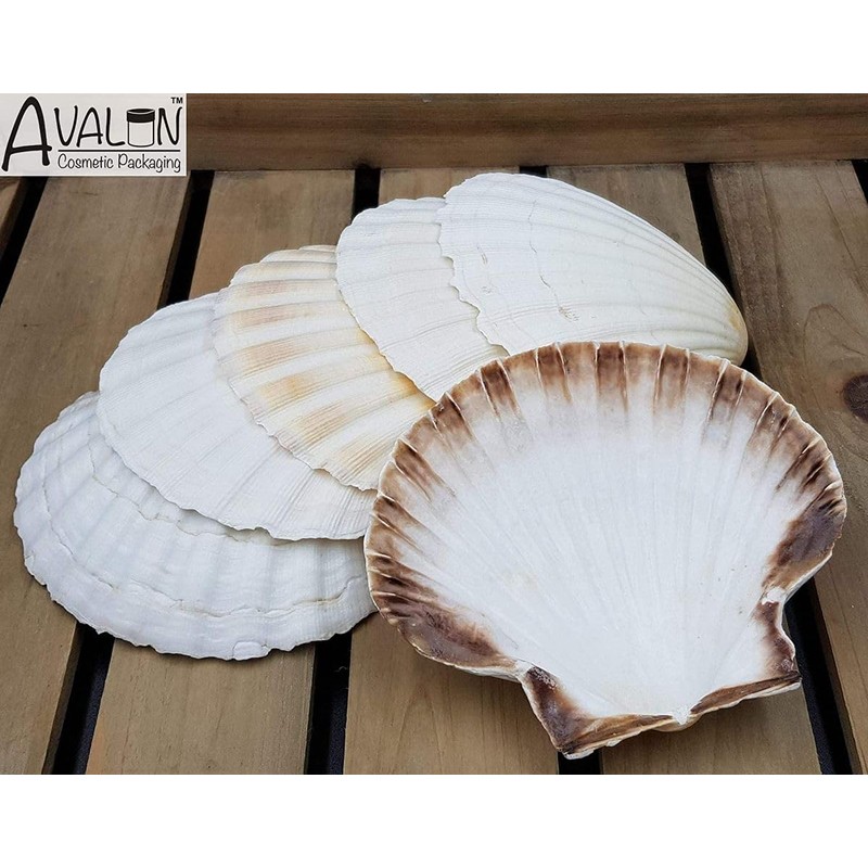 10 X Large 10-13cm Scallop Bowls Flat